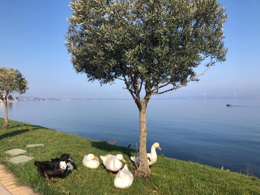 Blue Pier Hotel Kocaeli Kültér fotó